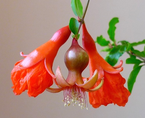 Blossoming pomegranate flowers